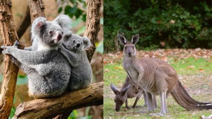 Are kangaroos in the rodent family?