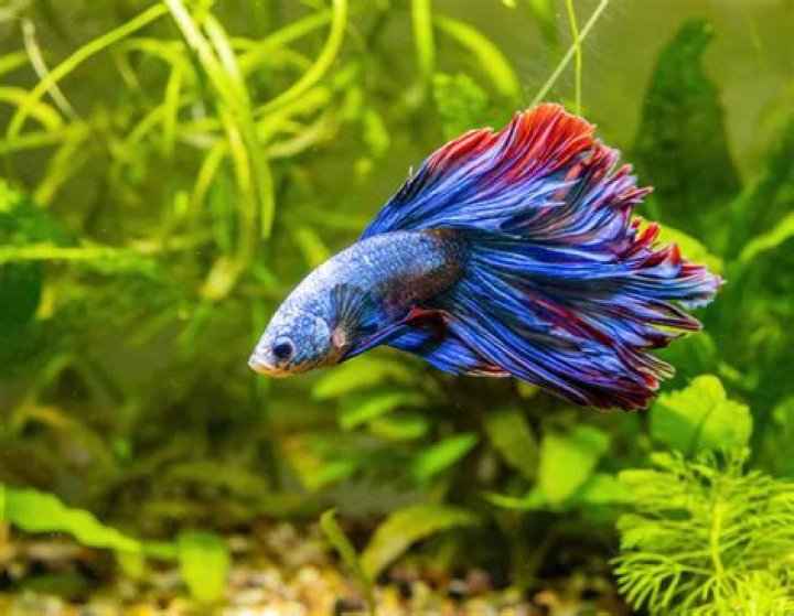Are marine fish easy to keep?