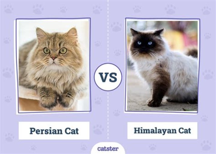 Are Persian and Himalayan cats the same?