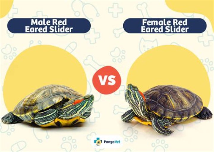 Are red eared sliders mean?