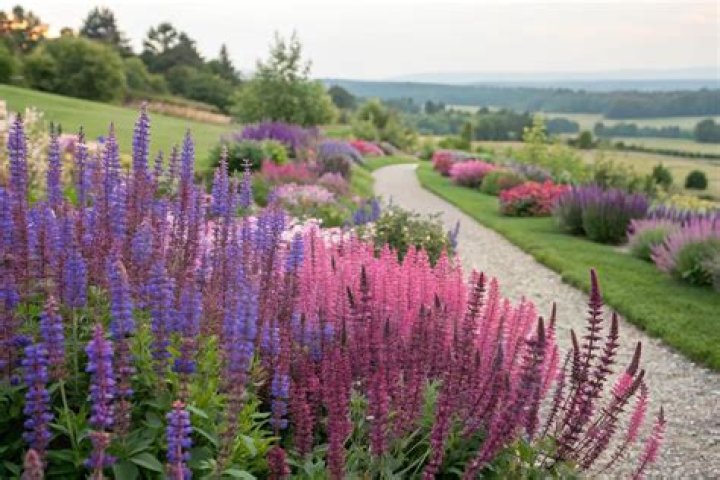 Are Red Salvias perennials? | ContextResponse.com