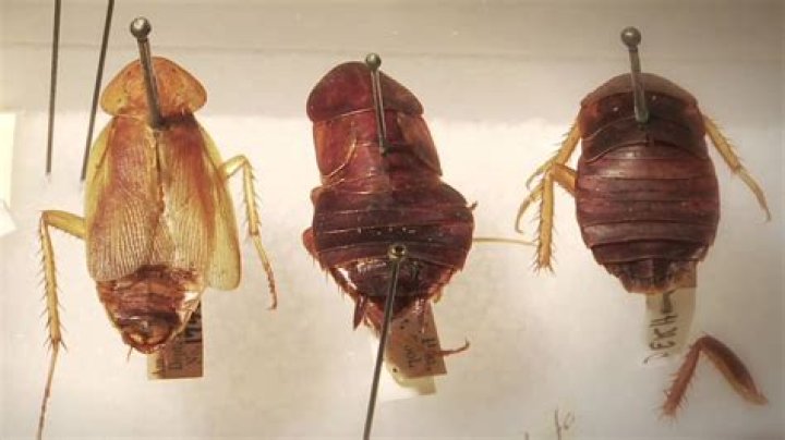 Are there cockroaches in New York?