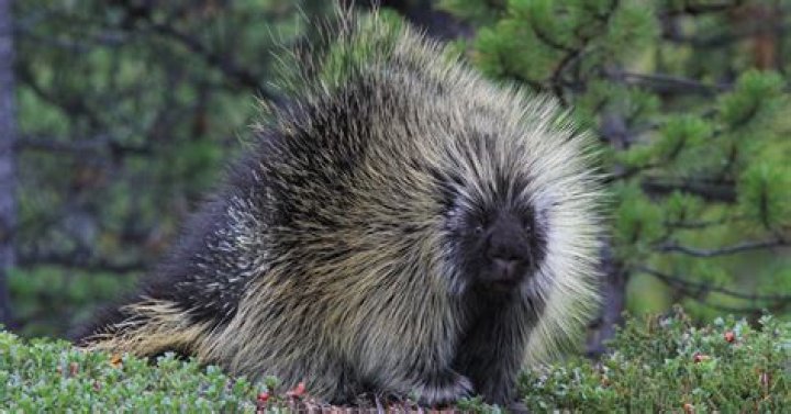 Can a porcupine run out of quills?