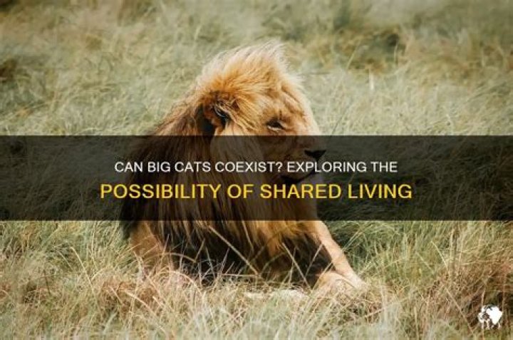 Can big cats live together?
