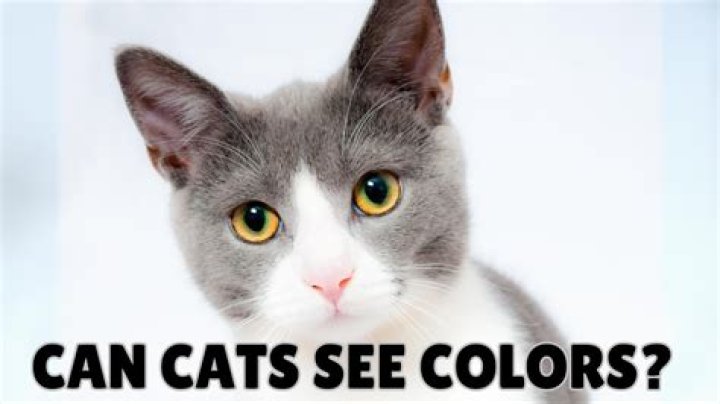 Can cats see fire? | ContextResponse.com