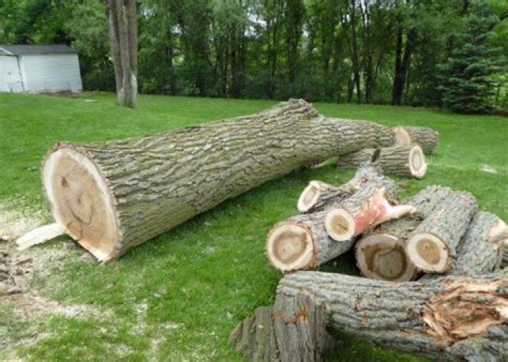 Can I make my neighbor cut down a dead tree?