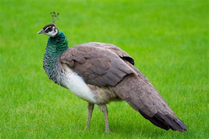 Do peacocks migrate in the winter?