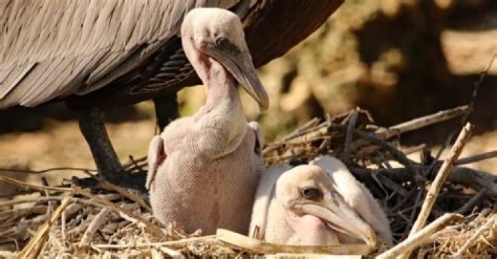 Do pelicans eat baby birds?