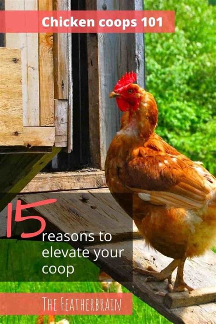 Does a chicken coop need to be off the ground?