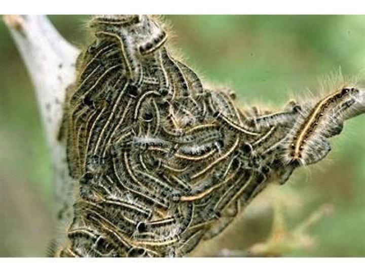 Does dish soap kill tent caterpillars?