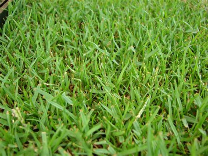 Does Zoysia grass grow well in Texas?