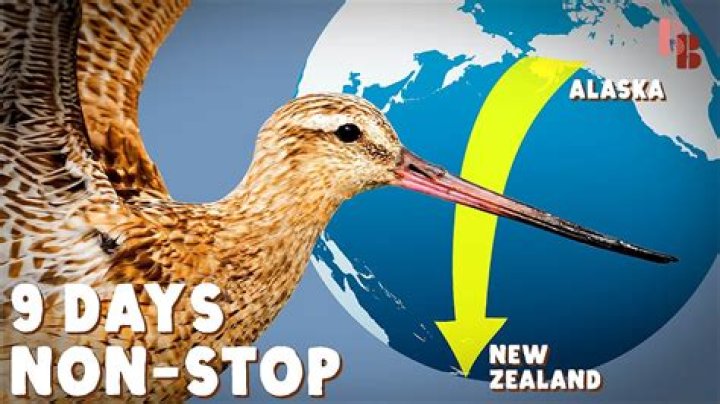 Has anyone flown around the world non stop?