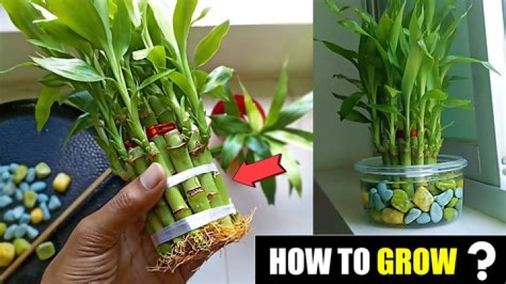 How do I know if my bamboo is golden?
