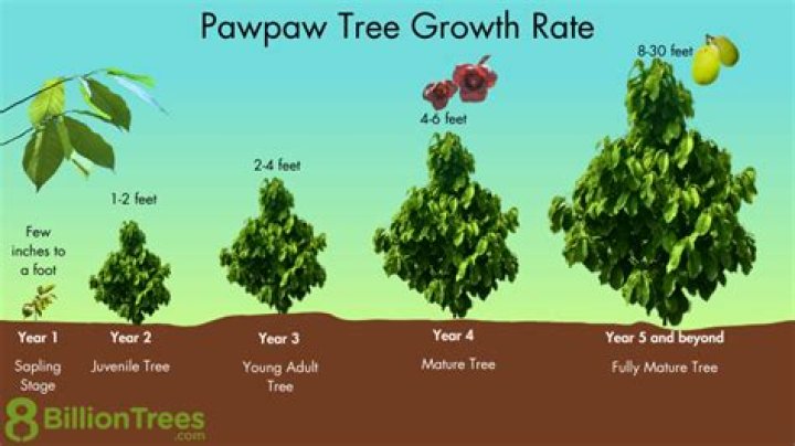 How do pawpaw trees grow?