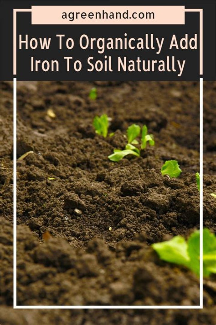 How do you add iron to plants organically?