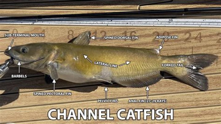 How do you raise catfish in a barrel?