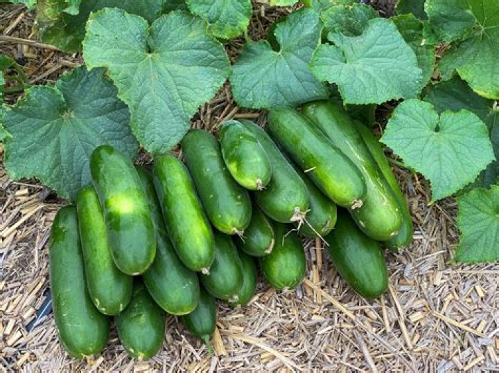 How do you take care of cucumber plants?