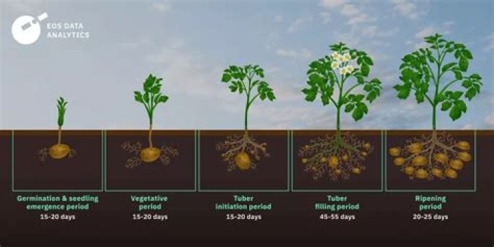 How long do blue potatoes take to grow?
