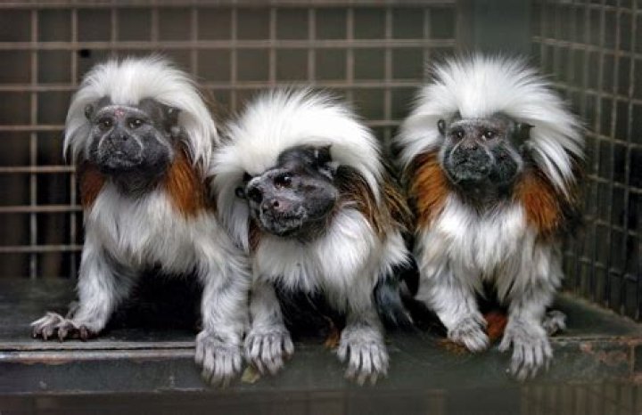 Is a marmoset a monkey?