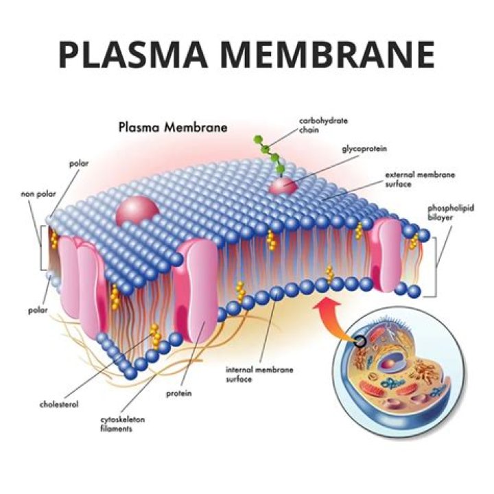 Is the plasma membrane permeable to chlorine ion?