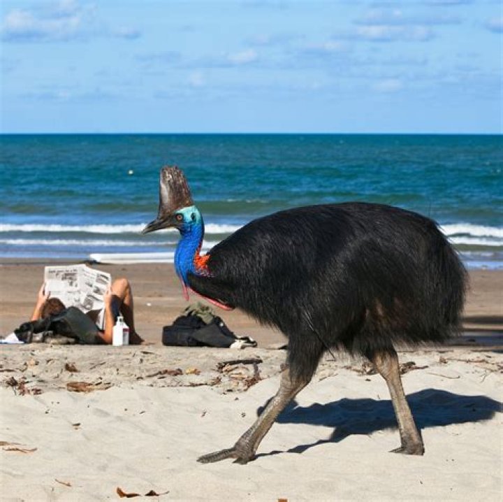 Is vinegar harmful to birds?