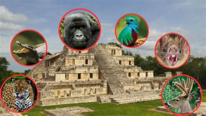 ¿Qué animales criaban los mayas?