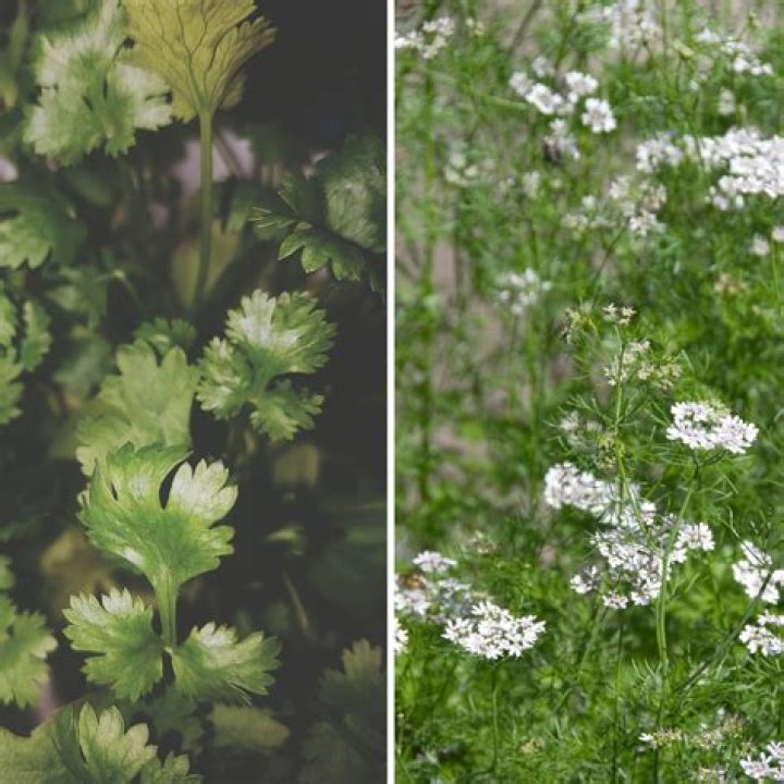 Should you cut flowers off cilantro?