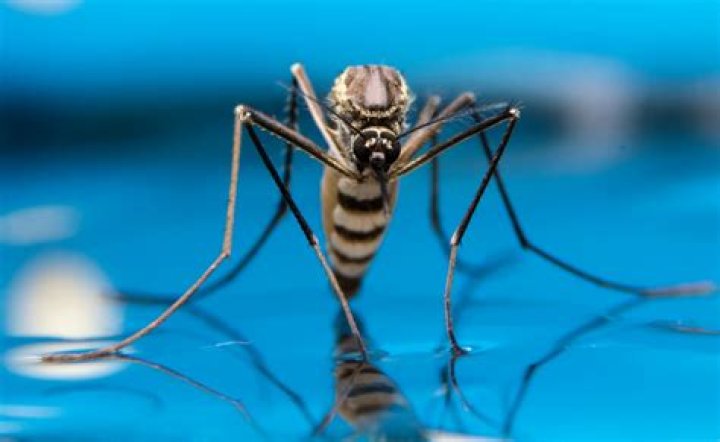 What are mosquitoes attracted to?