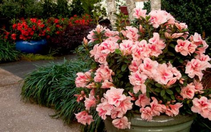 What are the best growing conditions for azaleas?