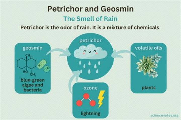 What causes the smell of petrichor?