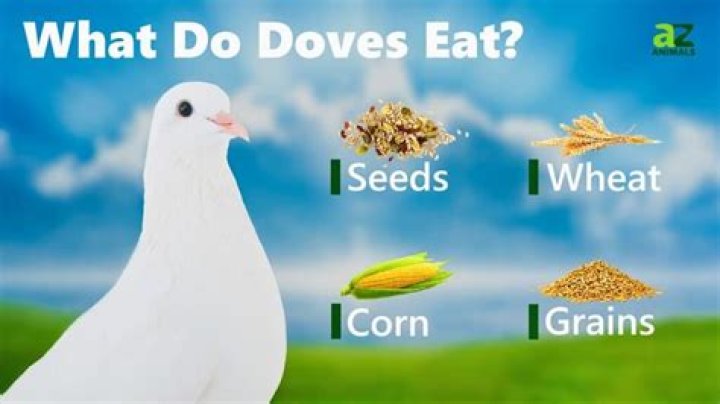 What do doves eat while nesting?