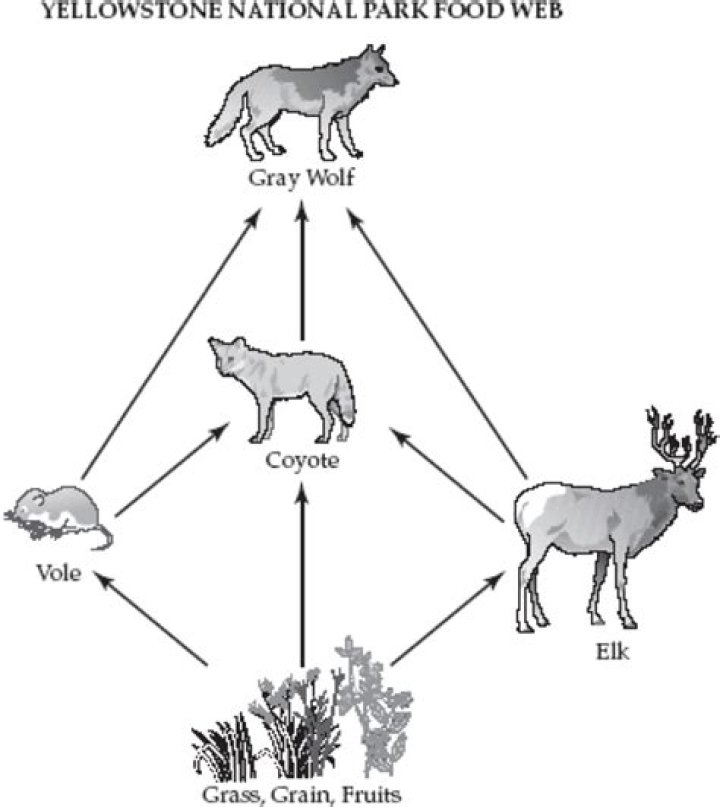 What do wolves eat food chain?