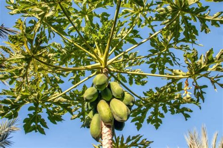 What does a male papaya tree look like?