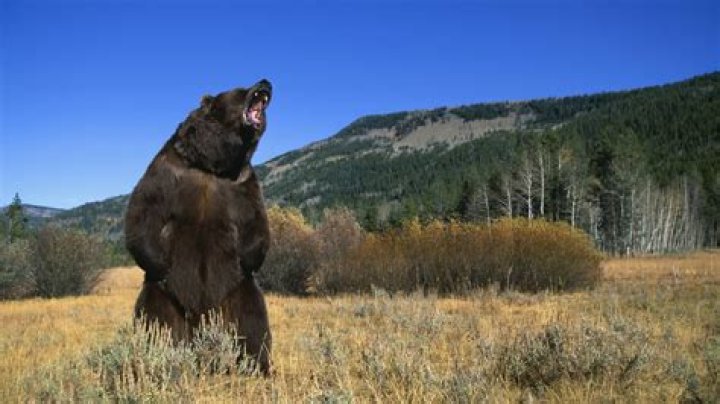 What happened to the Grizzly Bear Man?