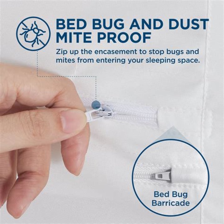 What is the best bed bug protector?