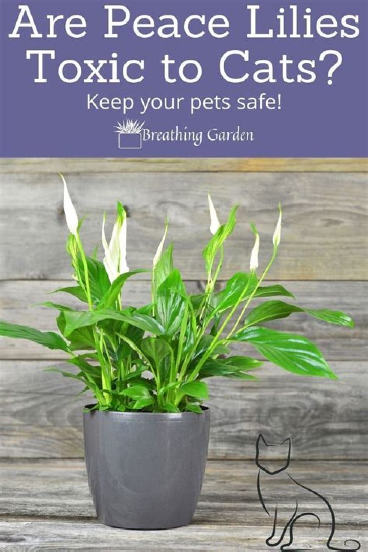 What lilies are safe for cats?