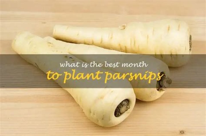 What month do you plant parsnips?