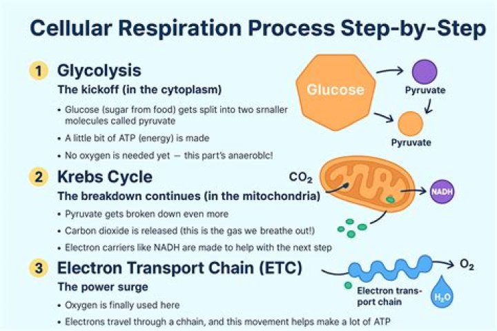 What type of respiration occurs in the presence of oxygen?