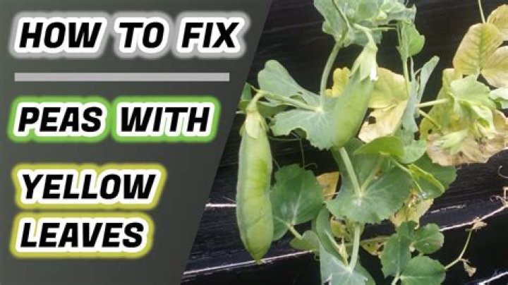 When should I put out my sweet peas?