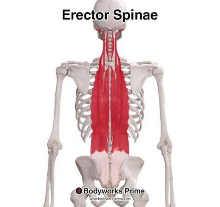 Where is the erector spinae?