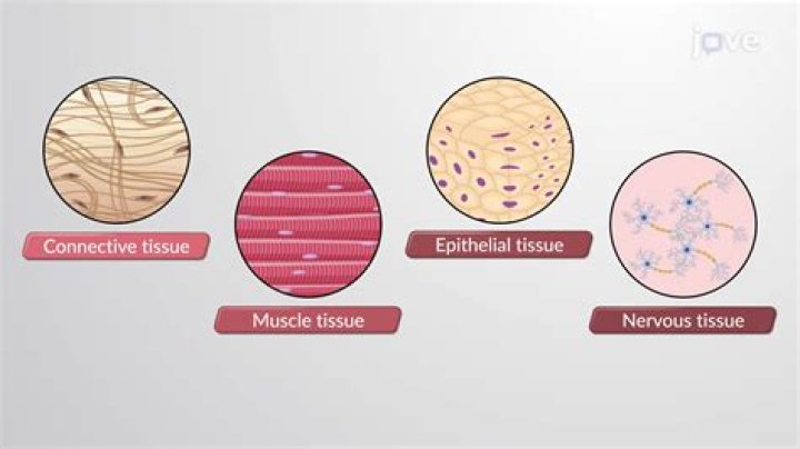 Which type of tissue is a controlling tissue?