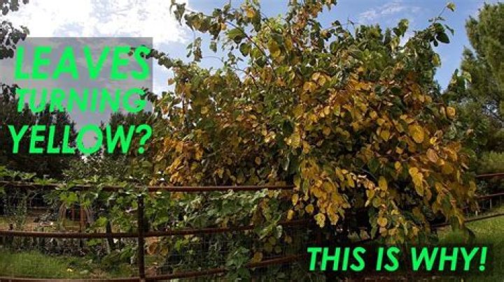 Why are the leaves on my fruit trees turning yellow?