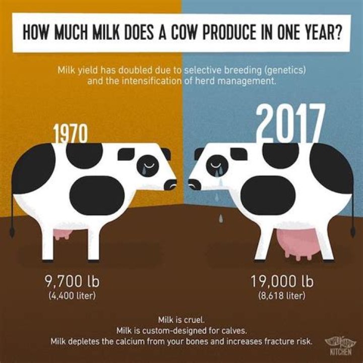 Why did people milk cows?