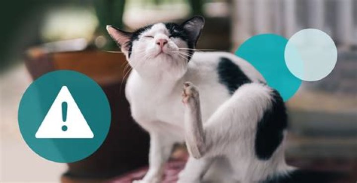 Why is my cat scratching and biting herself?